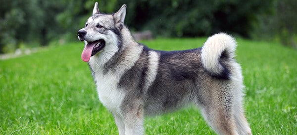 男性のためのアラスカのマラミュート犬の品種