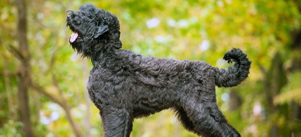 男性のためのブラックロシアテリア犬の品種