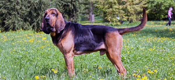 男性のためのブラッドハウンド犬の品種