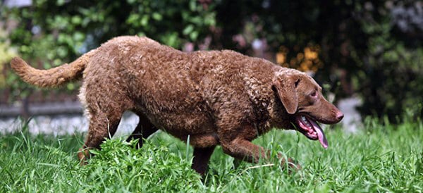男性のためのチェサピーク湾レトリーバー犬の品種