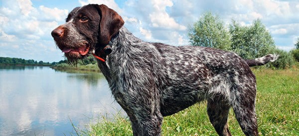 男性のためのドイツのワイヤーヘアードポインター犬の品種