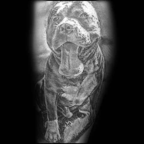 50 Pitbull Tattoo Designs For Men 2023 Inspiration Guide