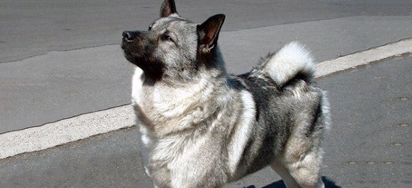 男性のためのノルウェーのエルクハウンド犬の品種