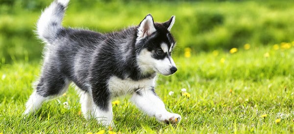 男性のためのシベリアンハスキー犬の品種