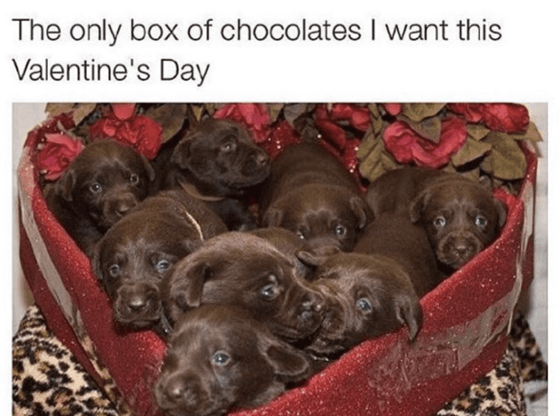 Of The Funniest Valentine S Day Memes For Vrogue Co