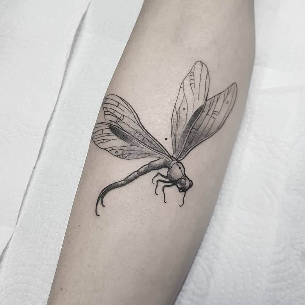 Eine Libelle, die sich zu einem Flug bereit macht, der das Gefühl von Freiheit und Unabhängigkeit widerspiegelt 