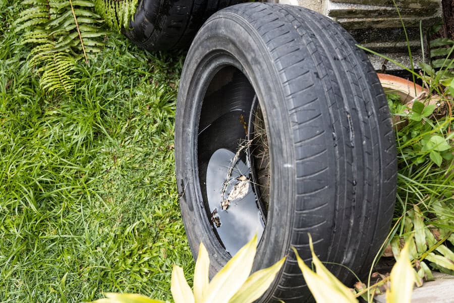 A worn, abandoned tire lies on grass near plants and ferns, collecting rainwater and debris inside