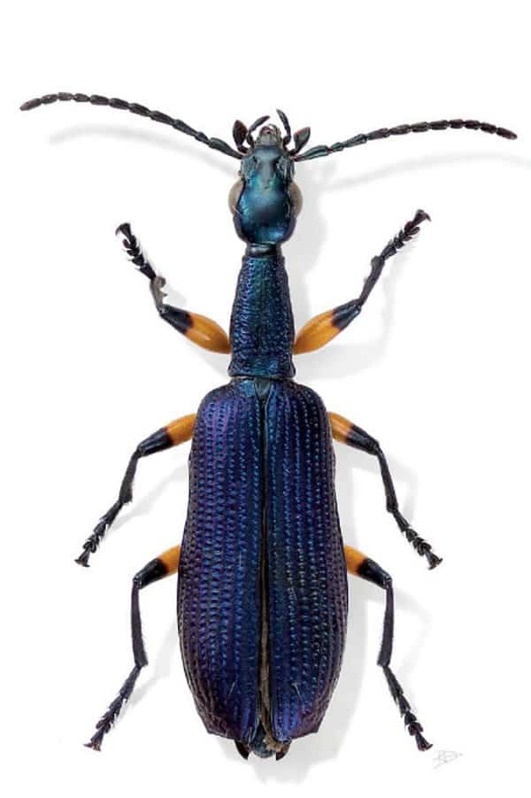 Agra (beetle)