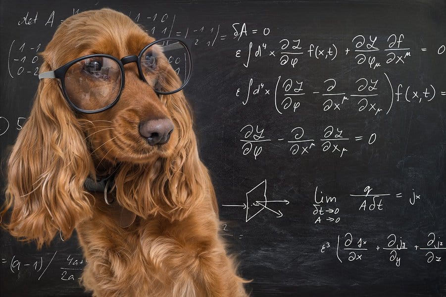 Animal Math Riddles