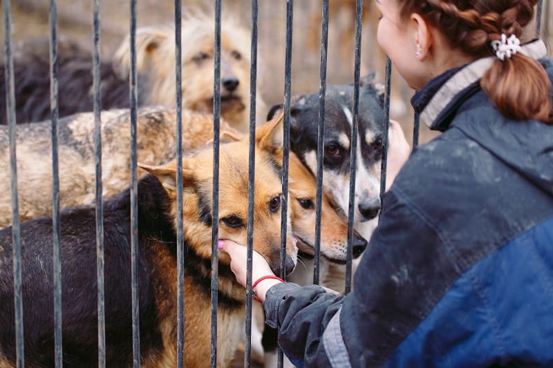 Animal-adoption-centers-Where-To-Meet-Women