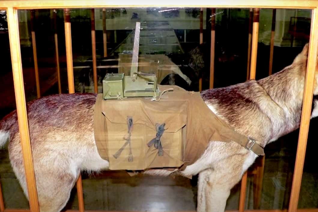 Anti-Tank Dogs