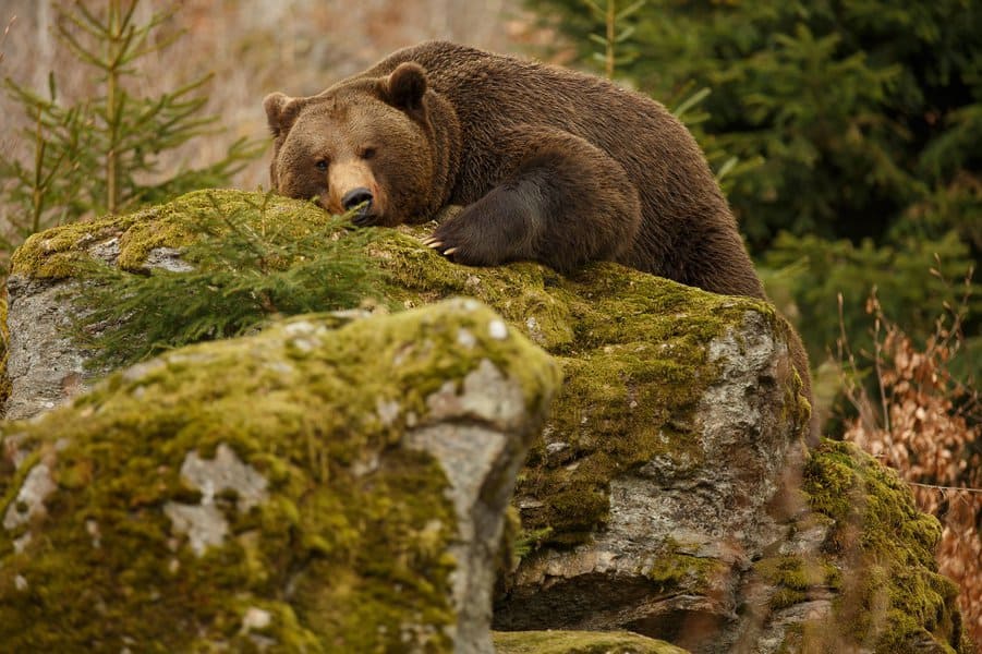 Bear sleeping on top of a hill in the woods