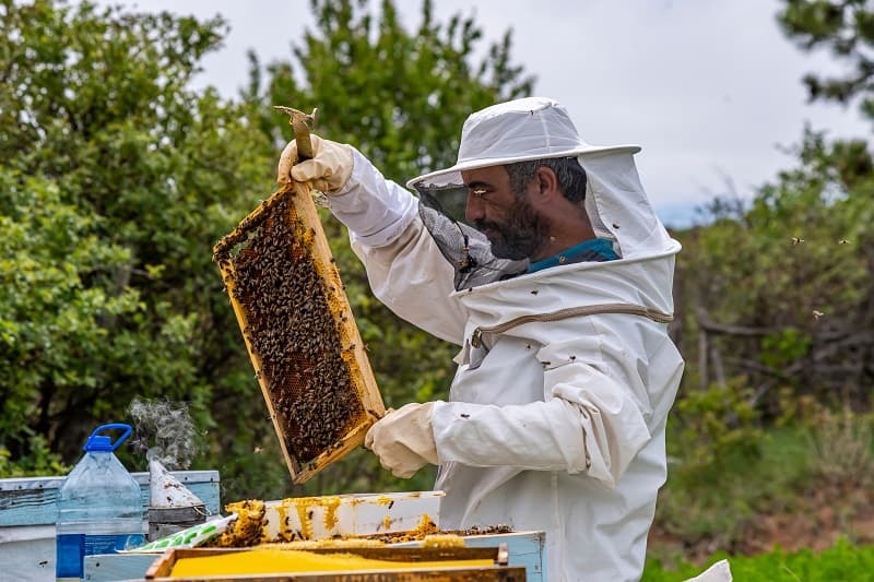 Beekeeping-Best-Outdoor-Hobby-For-Men
