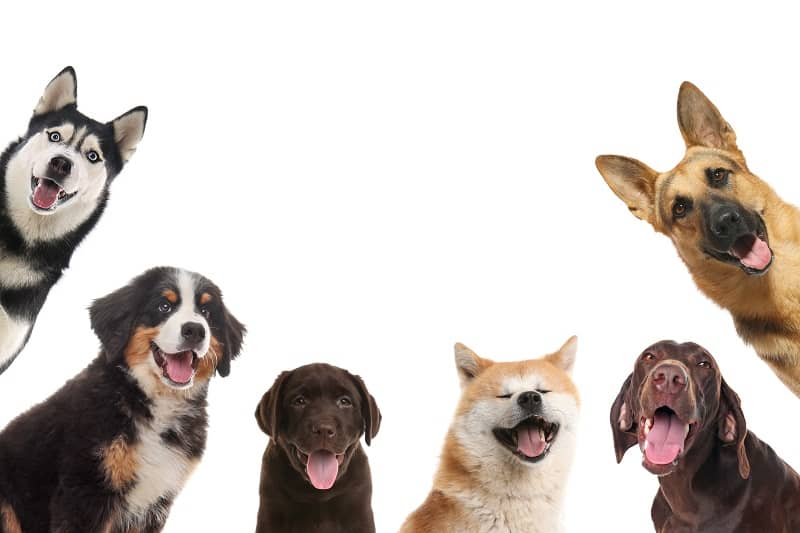 Top 40 Best Dog Breeds for Men – Coolest Dog Breeds