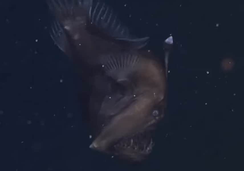 Strange and Mysterious Creatures of the Mariana Trench