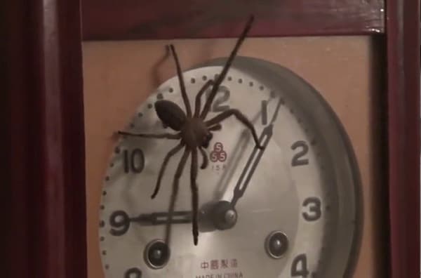 Clock Spider