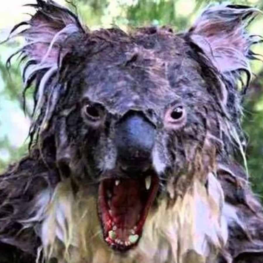 Dropbear Australian Mythical Creature