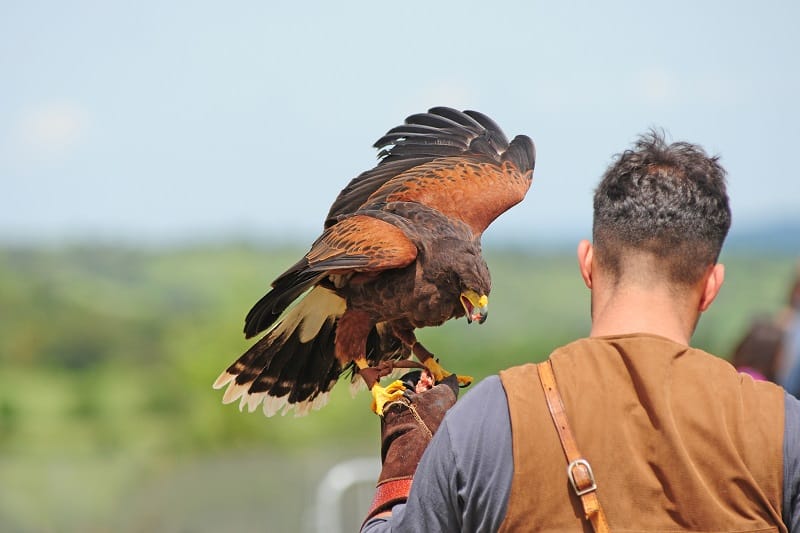 Falconry-Best-Outdoor-Hobby-For-Men
