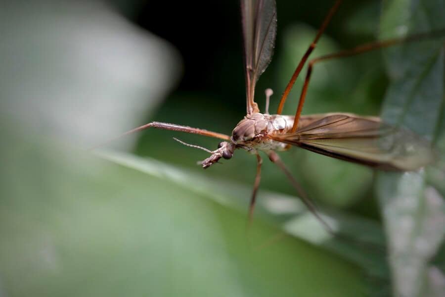 5 Frequently Overlooked Areas Where Mosquitoes Commonly Breed