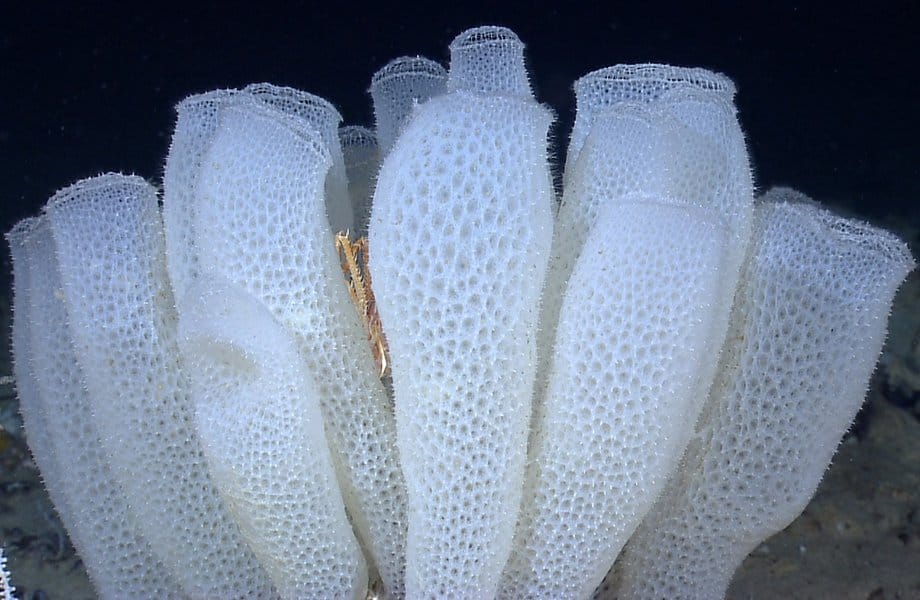 Glass Sponges