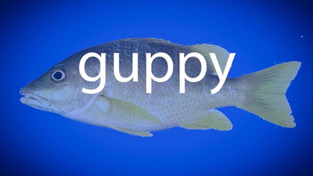 Guppy word concept