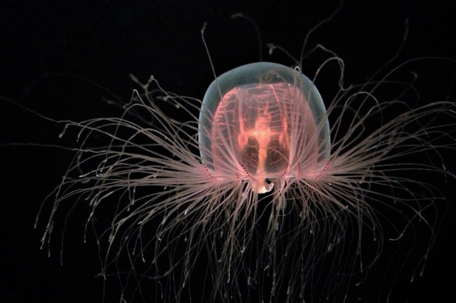 Immortal Jellyfish 