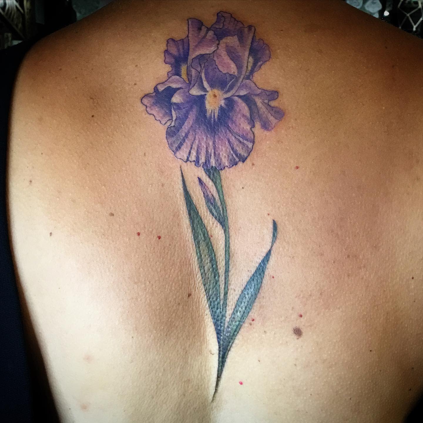 Iris espalda tatuaje-sunnysuntattoo