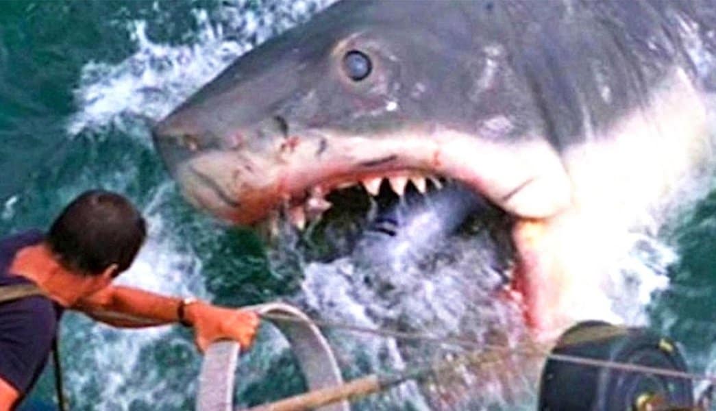 Jaws - The Shark