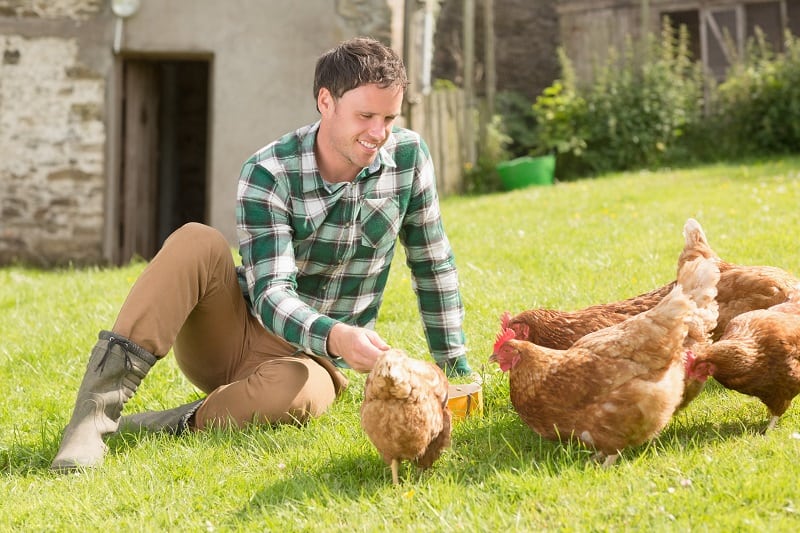 Keeping-Chickens-Best-Outdoor-Hobby-For-Men