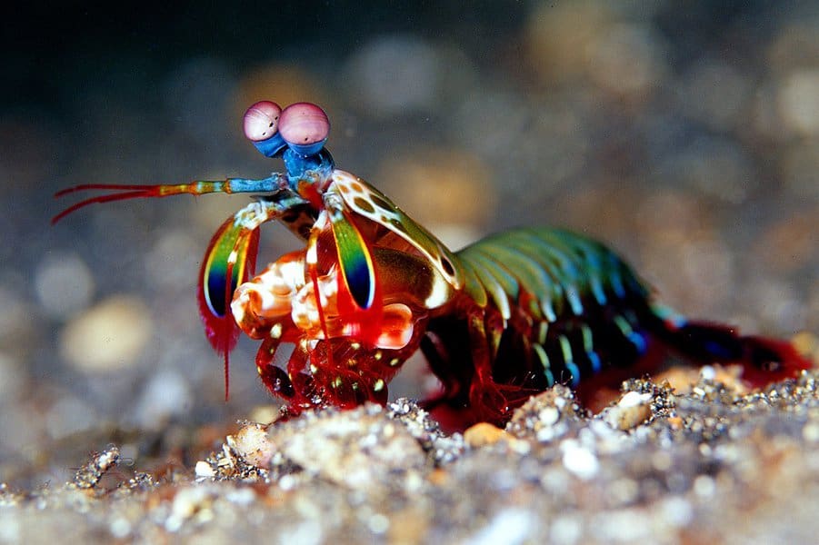 Mantis Shrimp 