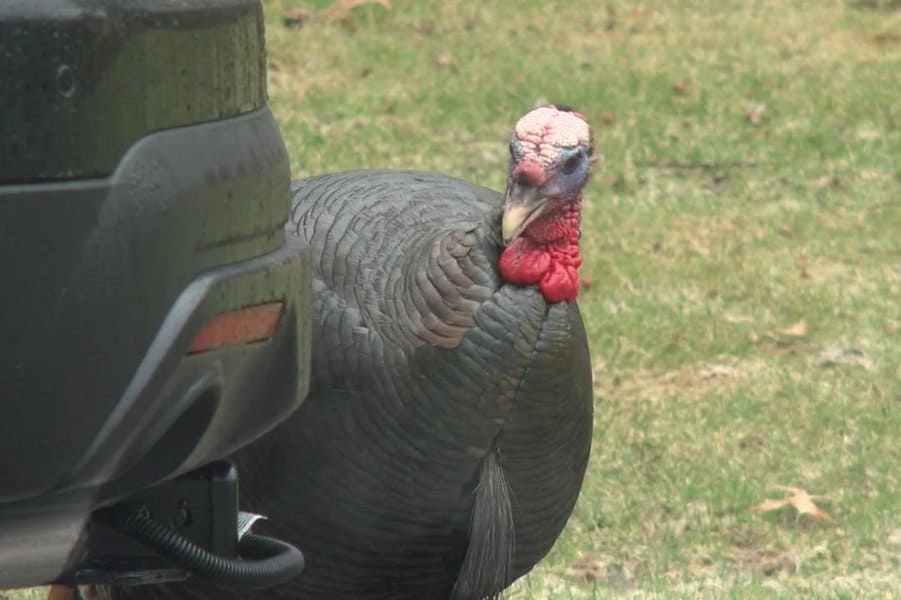 Minnesota Produces the Most Turkeys in America