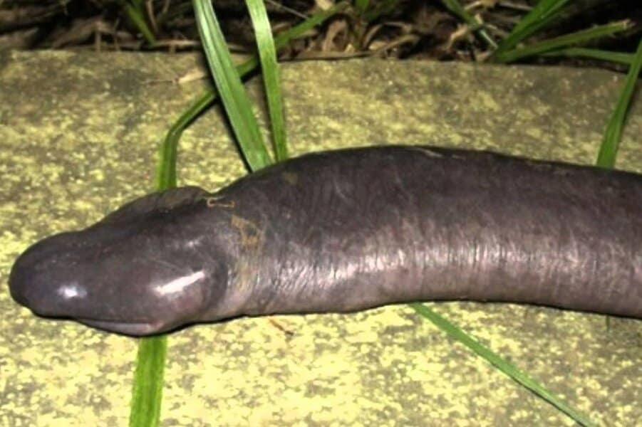 Penis Snake