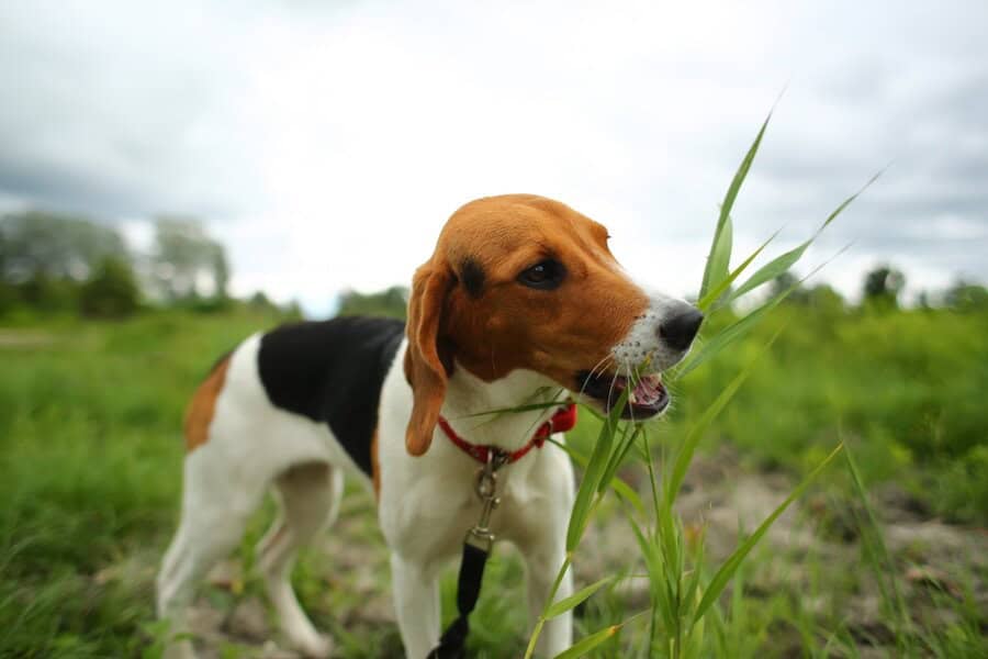 The Unseen Essential: 7 Pillars of a High-Performance K9 Outdoor Kit