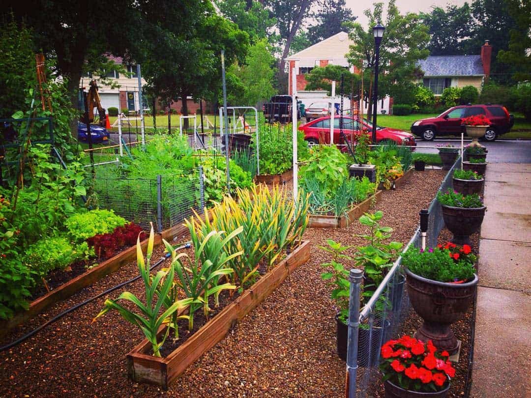 raised wood garden beds front yard 