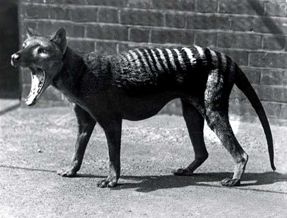 Tasmanian Tiger Australian Mythical Creature