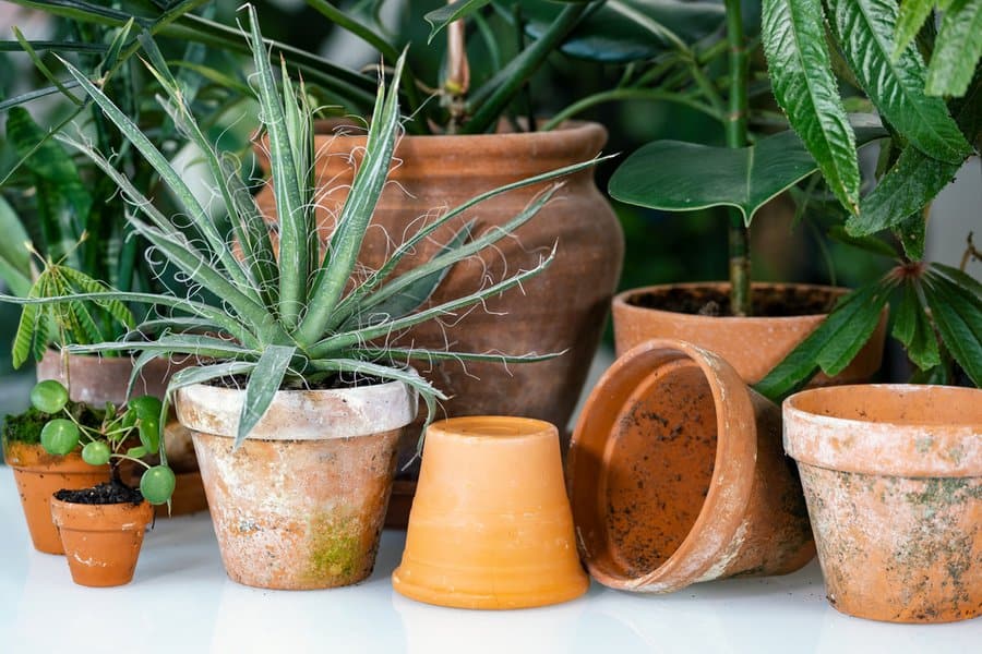 Various green potted plants and empty terracotta pots are arranged on a white surface