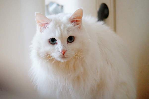 The World’s Most Beautiful Cats That Make Great Pets
