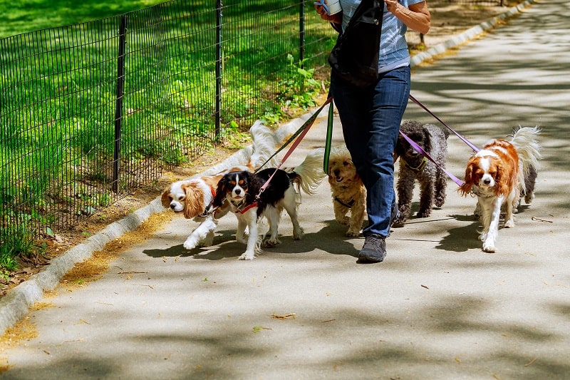 Walk-Dogs-Sweet-Side-Hustles-for-Men