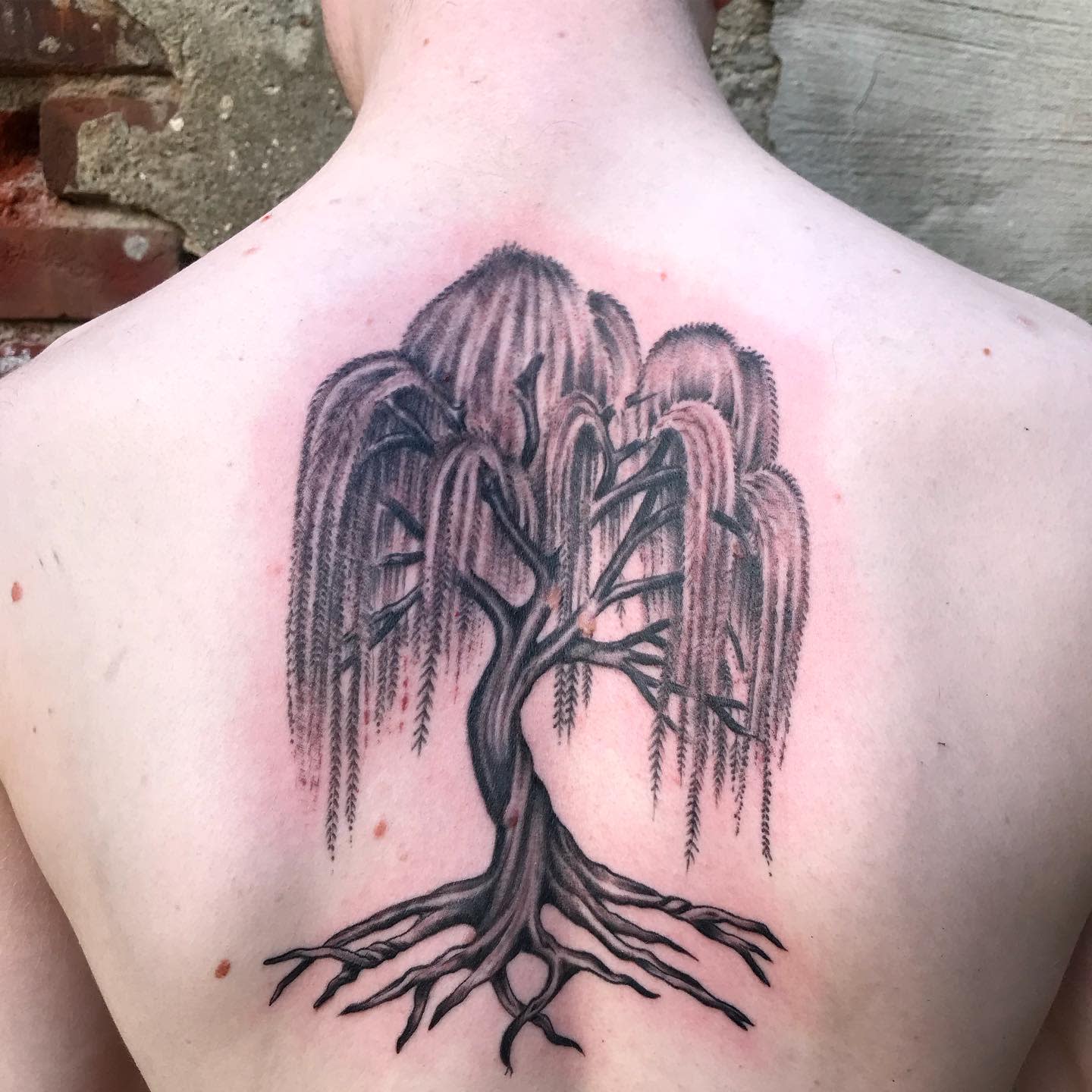 Black Weeping Willow Tattoo -porcelaintattoo