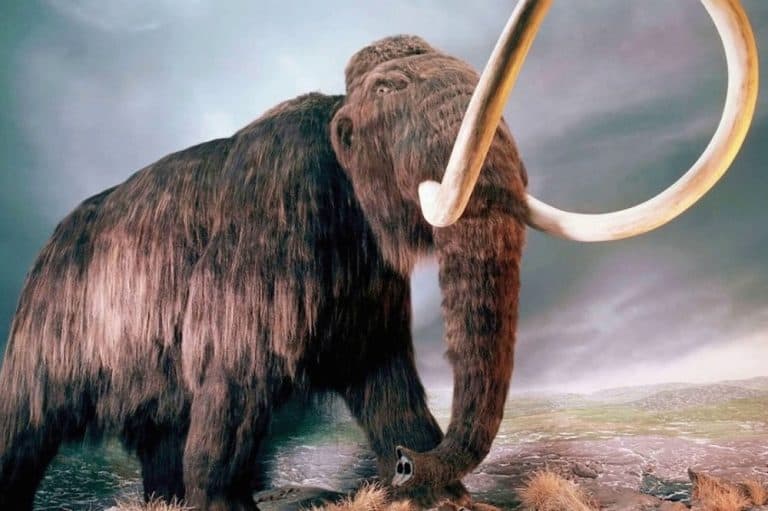 15 Cute Extinct Animals We Wish Were Still Living