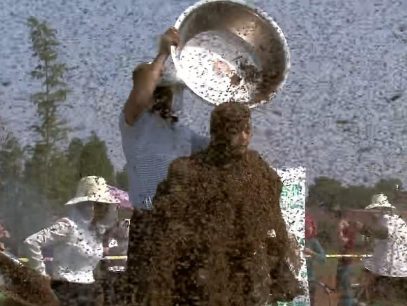 World Record for Heaviest Mantle of Bees