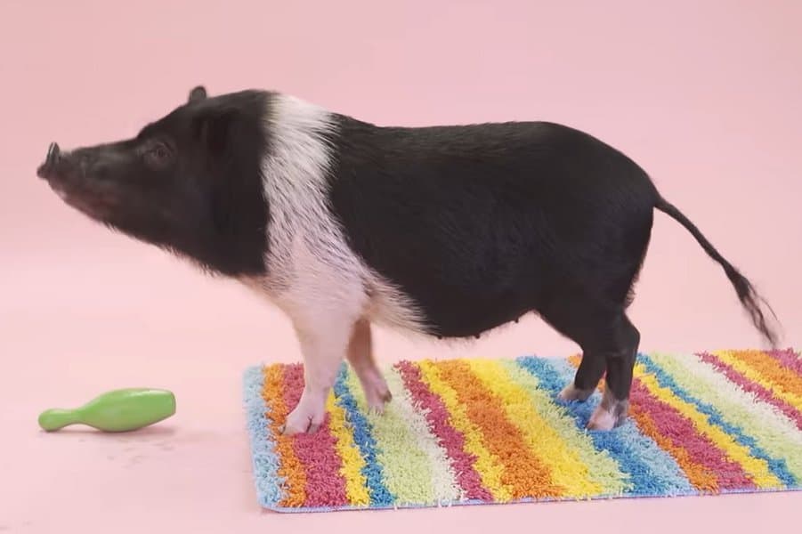 World Record for Most Tricks by a Pig in One Minute