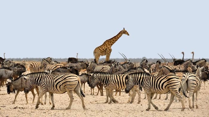 Zebras And Giraffe