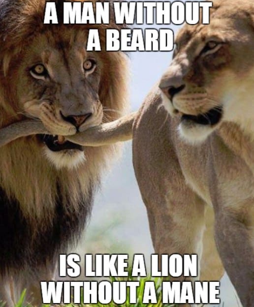 A Man Without A Beard Is Like A Lion Without A Mane Beard Meme
