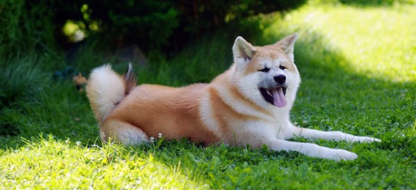 Akita Dog Breeds For Men