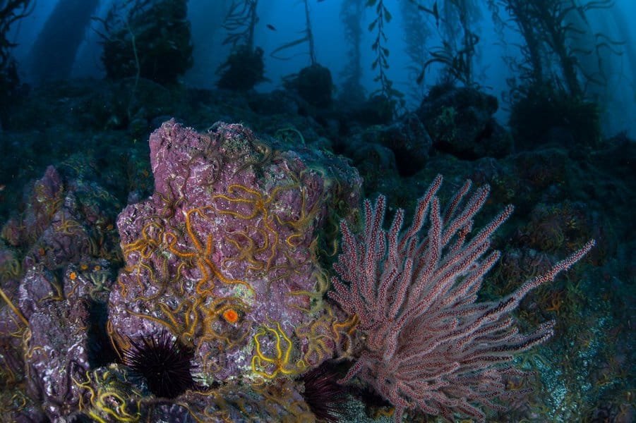 10 Amazing Facts About the Bottom of the Ocean