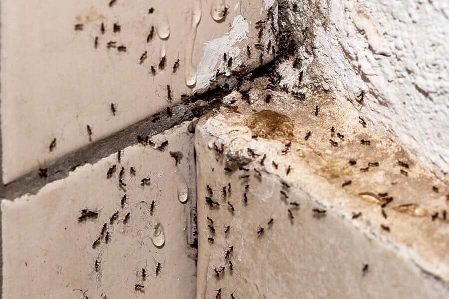 Ants crawling on tiled wall and corner, near water droplets and rough, cracked surface