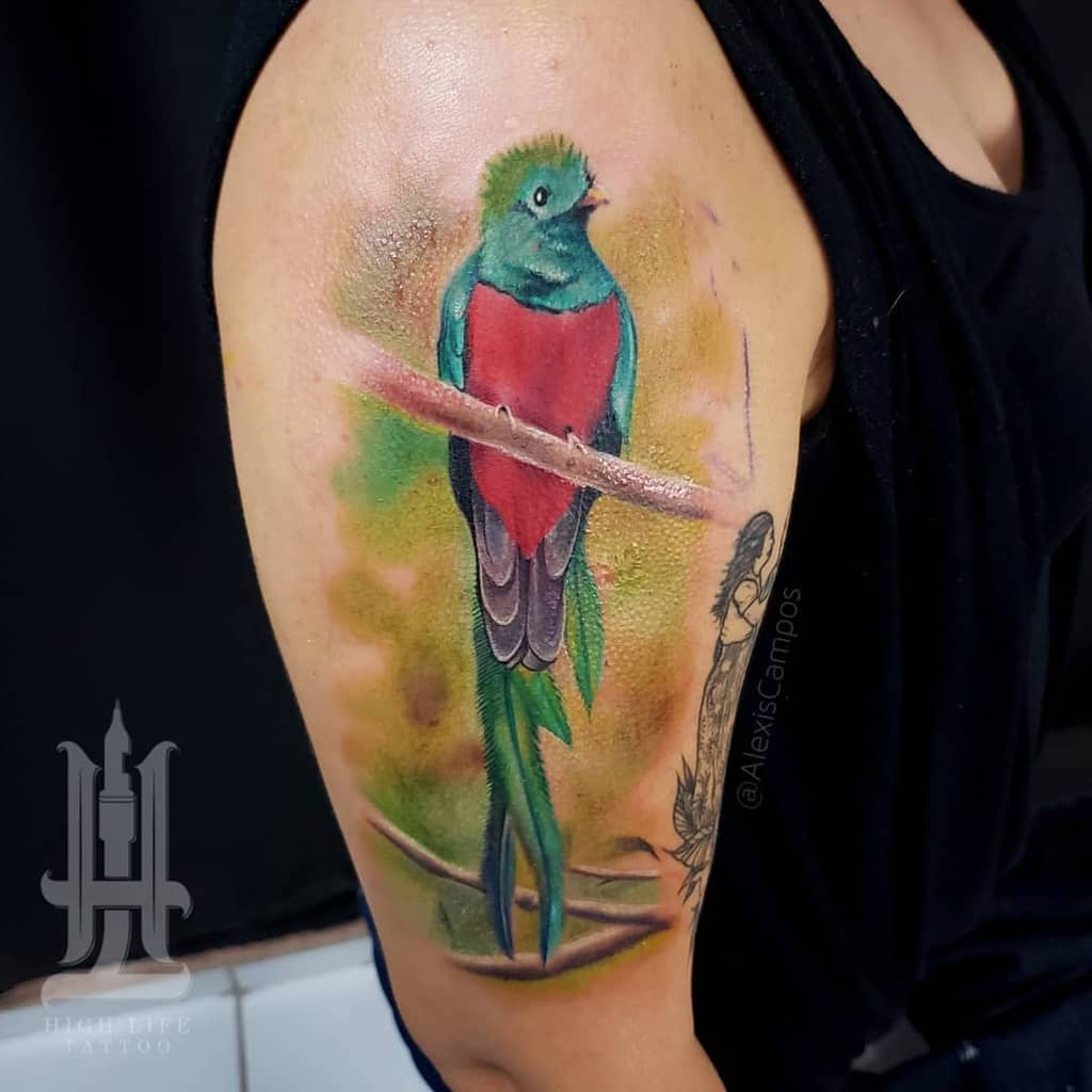 Our Guatemalan bird Quetzal   Quetzal tattoo Beautiful tattoos Body  art tattoos