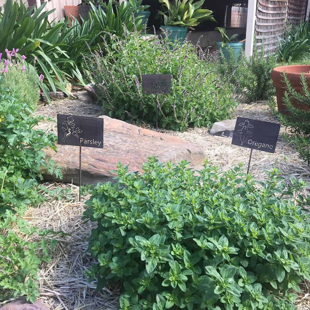 backyard herb garden ideas homegrown.feast