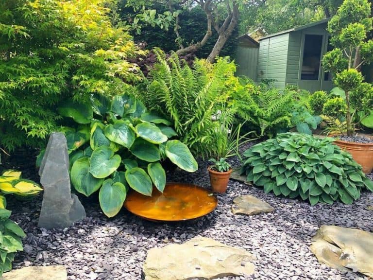 zen garden ideas upright green plant